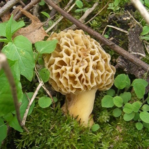 Can You Grow Morel Mushrooms Reddit Morel Mushrooms Wisconsin Life