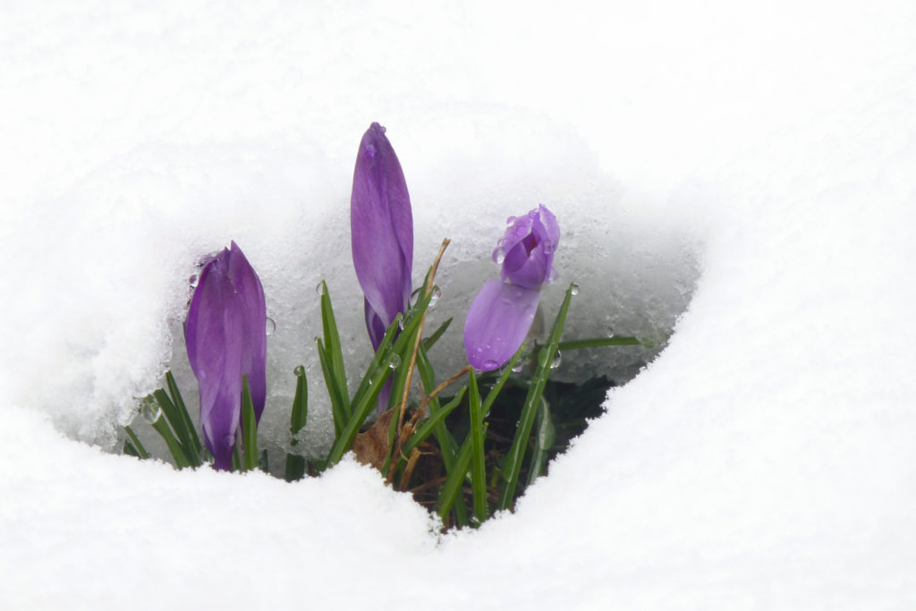 Crocus Weather And Then Some >> Wisconsin Spring Means Crocuses In Snow Wisconsin Life Crocus Weather And Then Some >> Wisconsin Spring Means Crocuses In Snow Wisconsin Life