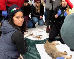 PhD student Sara Garza and UW-Madison Veterinary students examining a coyote. (photo by Steve Tomasini)