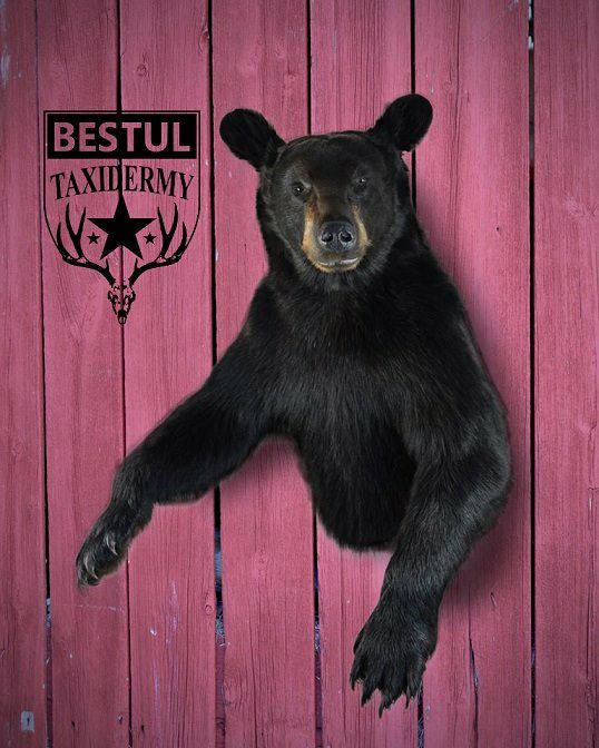 The mounted black bear. (Courtesy of Amanda Bestul)