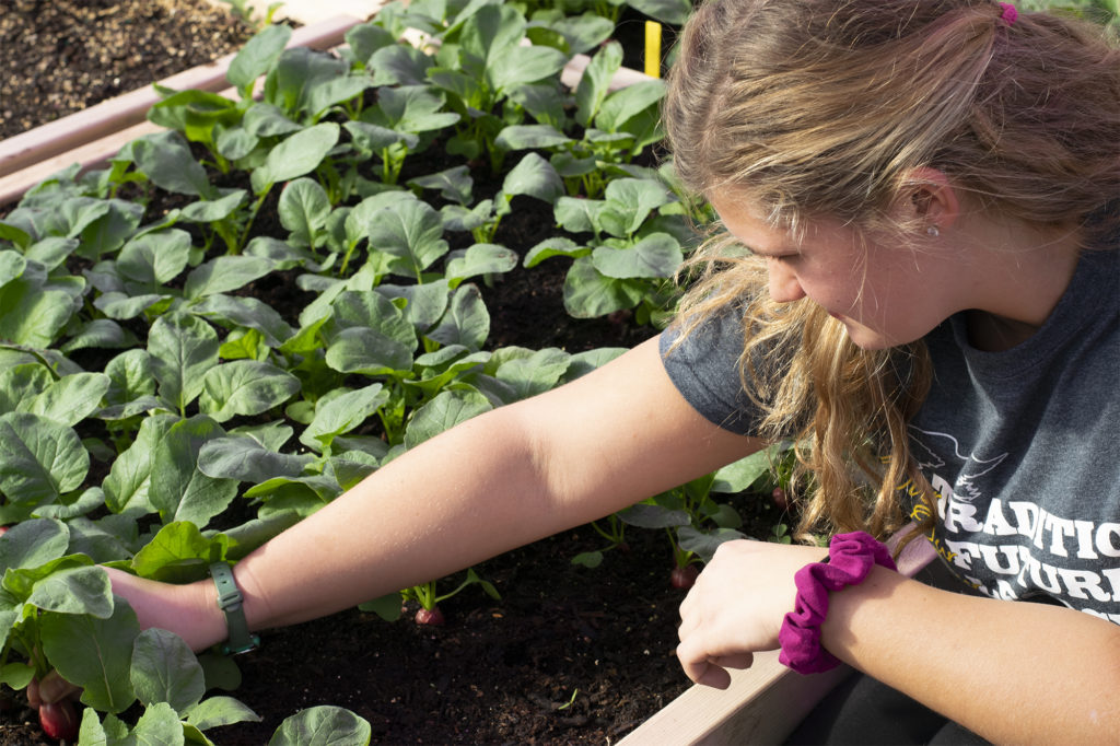Lydea Lipinski, a senior and member of Holmen High School's FFA program, pulls a radish from a square bed. Radishes from that same bed were picked earlier in the morning for lunch that afternoon. (Liz Dohms/WPR)